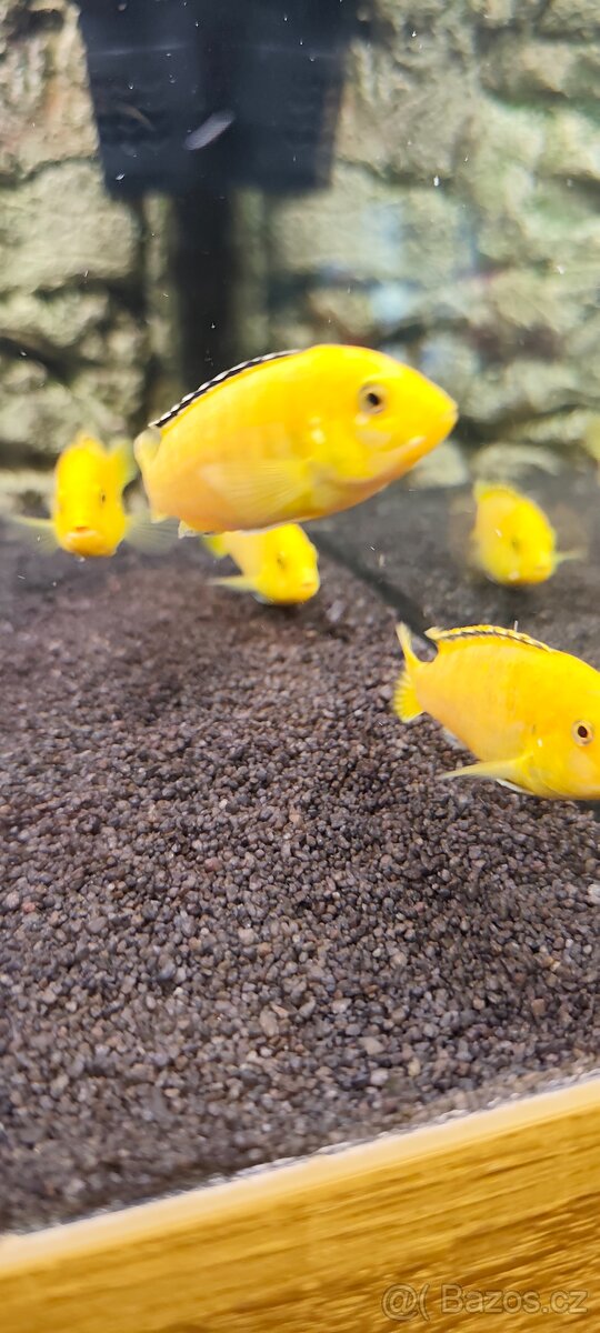 Labidochromis Yellow - 3