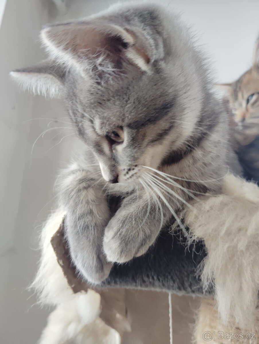 Stříbrná kočička - 3