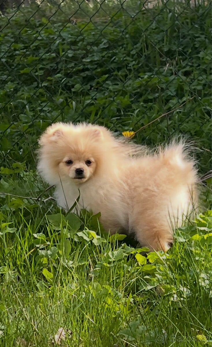Pomeranian - 3