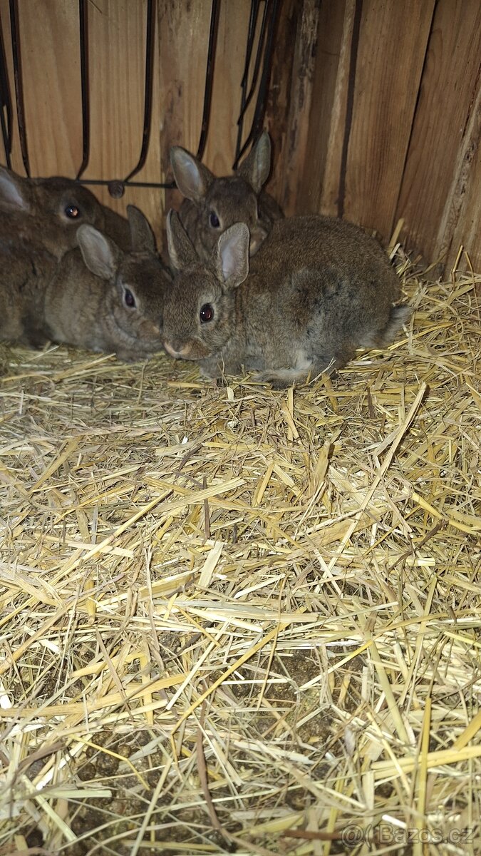 Zakrslý králík kastorex - 3