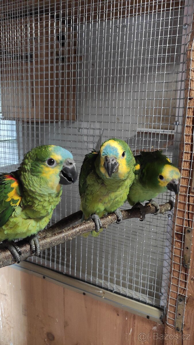 Amazoňan modročelý 0,2 ručně dokrmená - 3