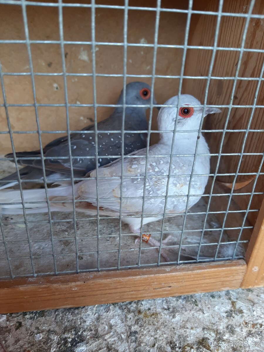 Holoubek diamantovy.. - 3