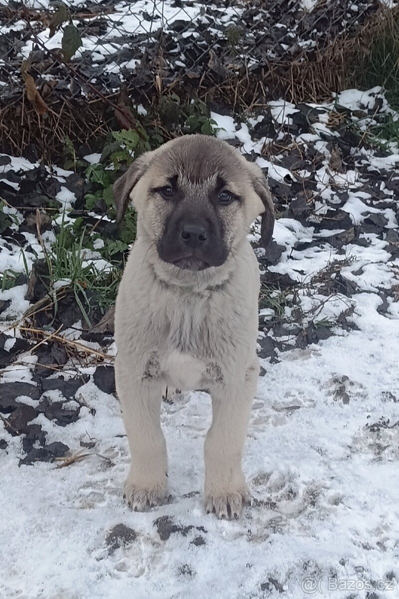 Kangalský pastevecký pes- štěňátka již k odběru - 3