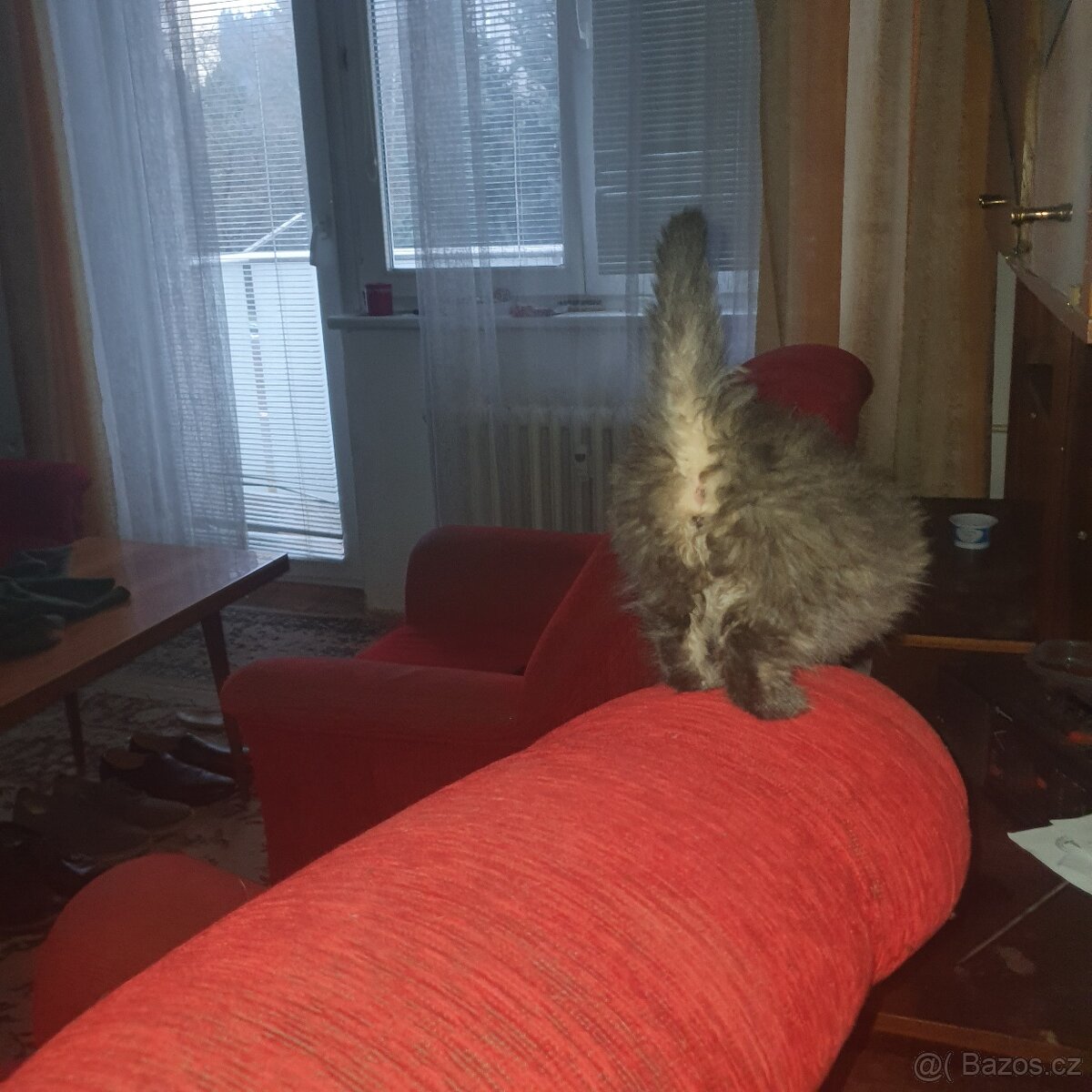 Ponukam maciatko - 3