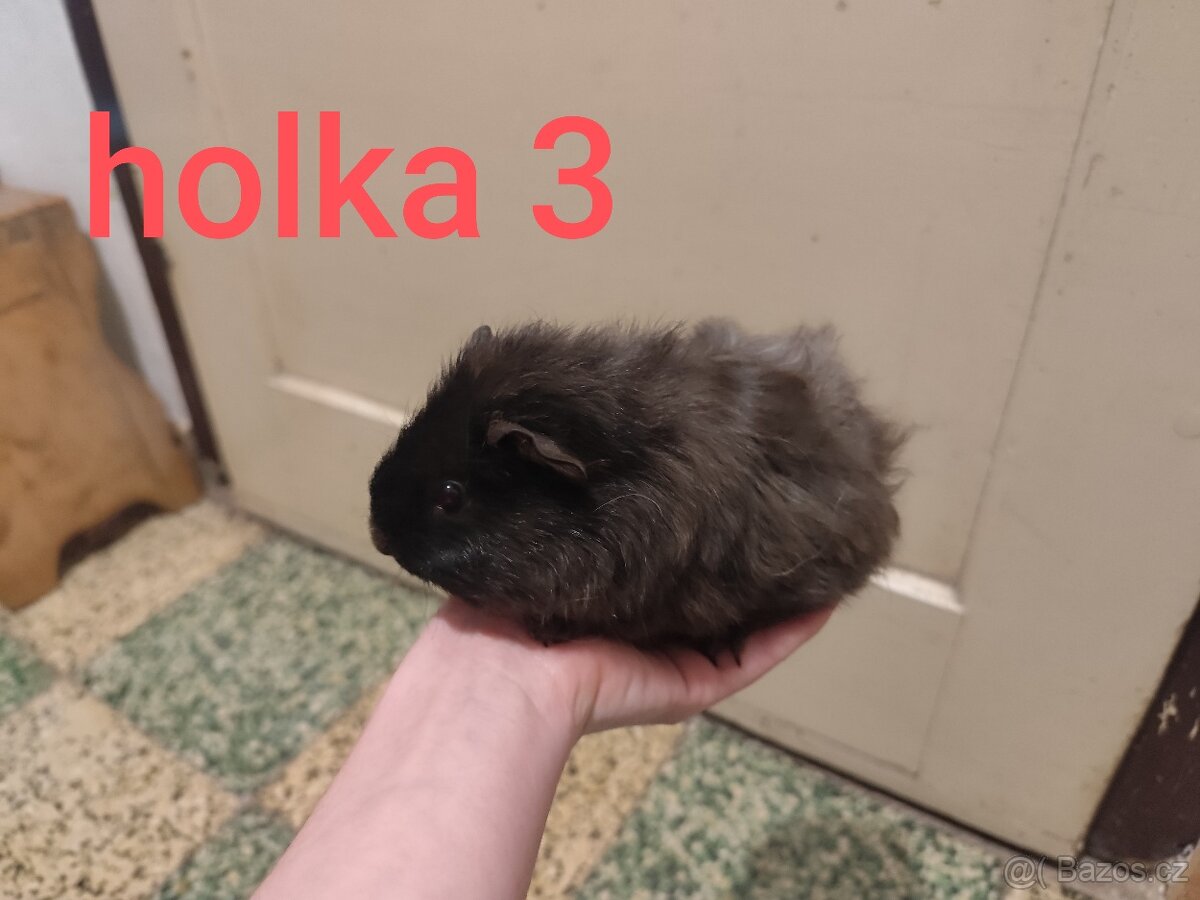 morče, morčátko - 3