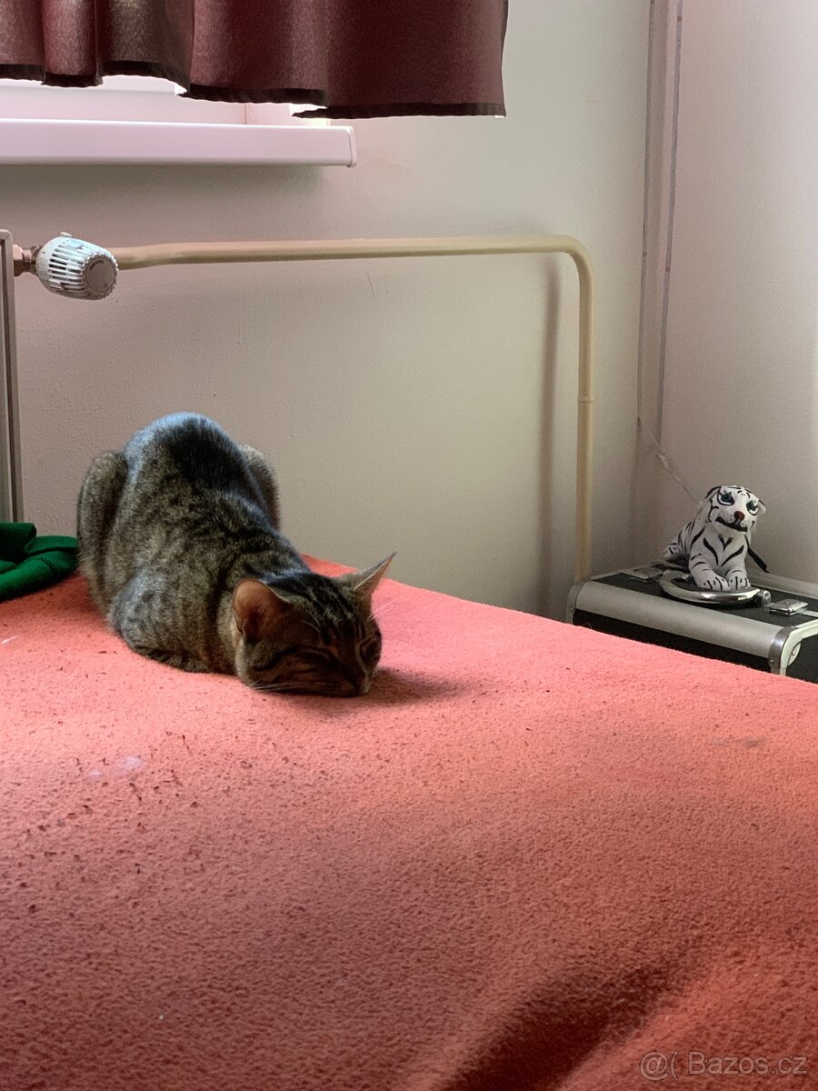 Dobrý den jdu s prozbou… - 3