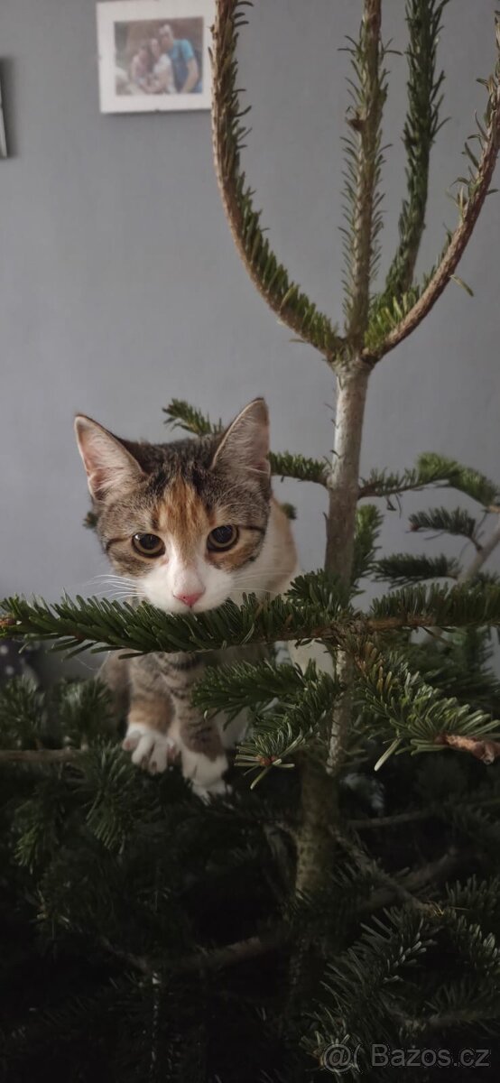 Daruji kočičku - 3