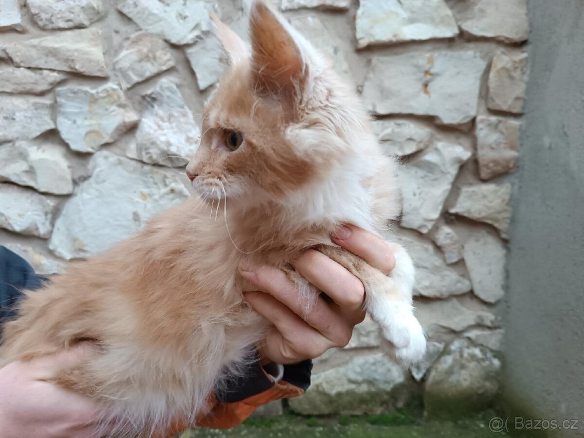 Mainská mývalí - 3