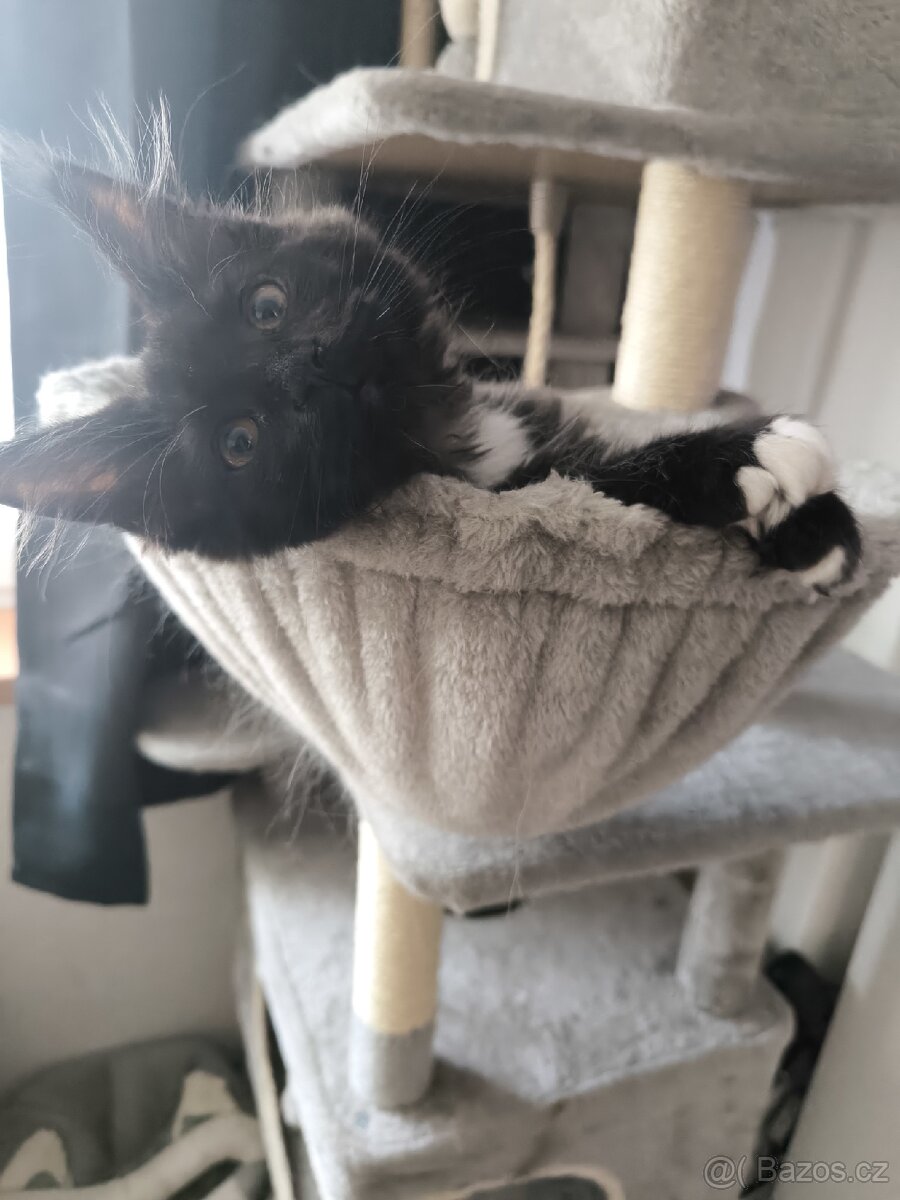 Mainská mývalí s PP - 3