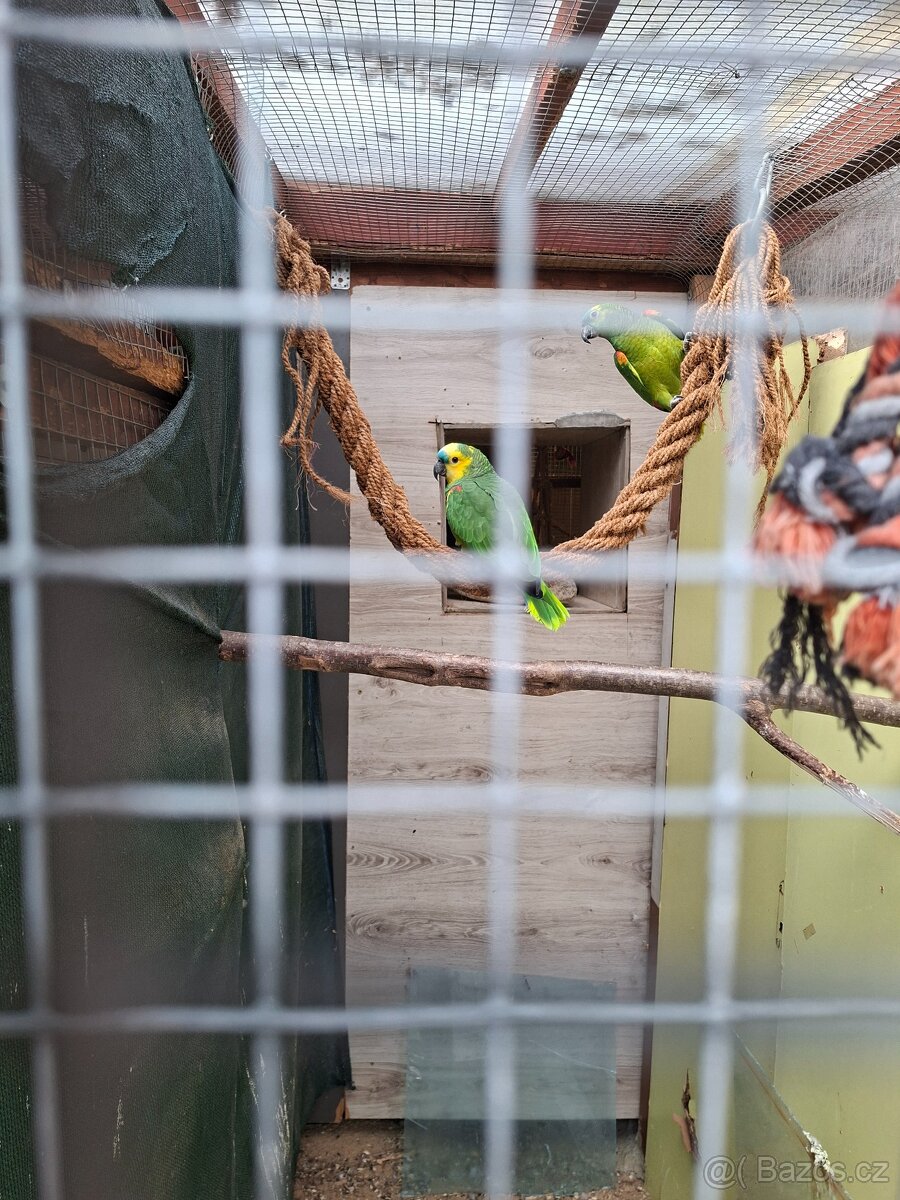 Páreček amazoňanú modročelých - 3