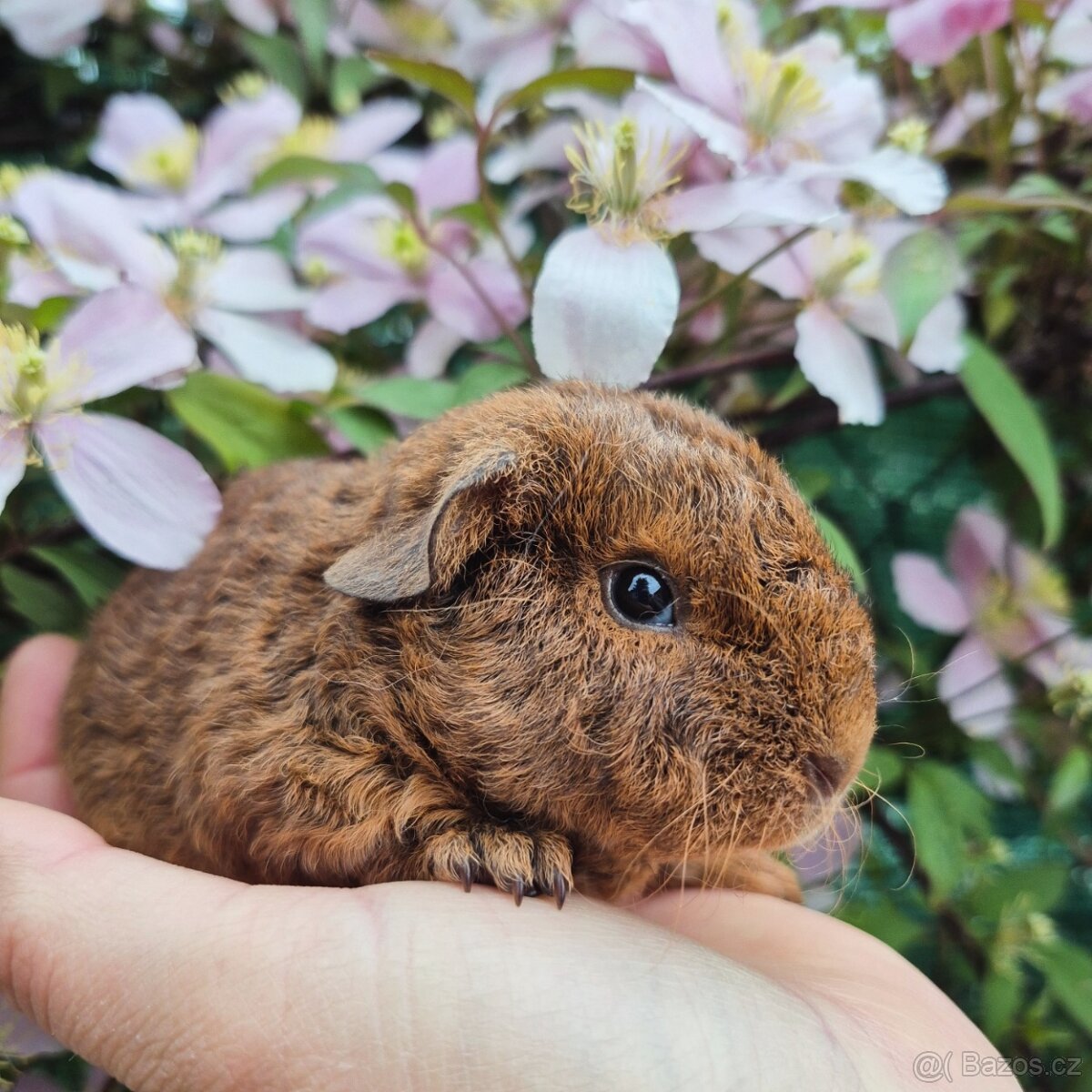 Morčátka US Teddy - 3