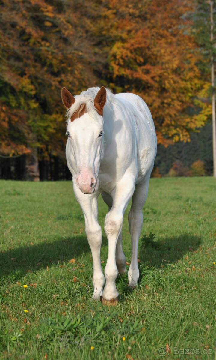 Hřebeček APH 2025 - 3