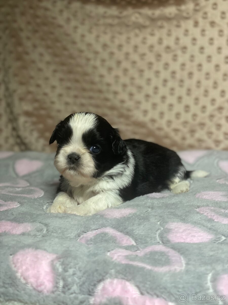 Shih tzu s PP - 3