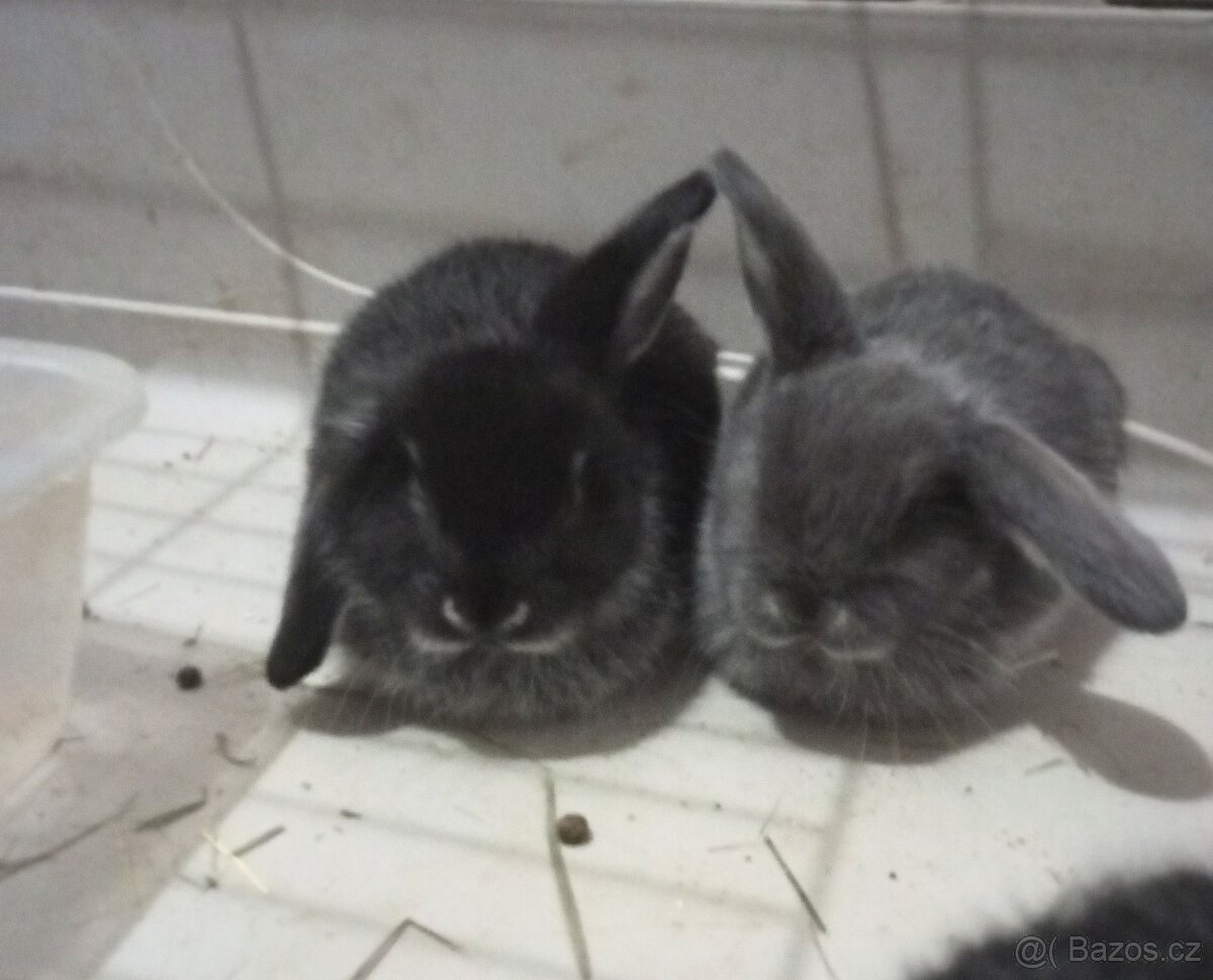 Zakrslý beránek králíček - 3