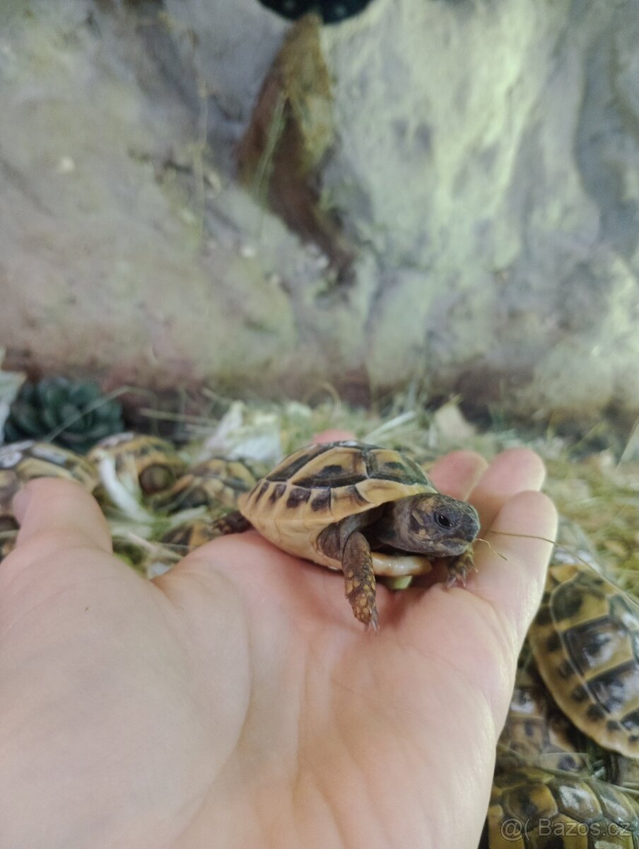 Prodej želv - 3