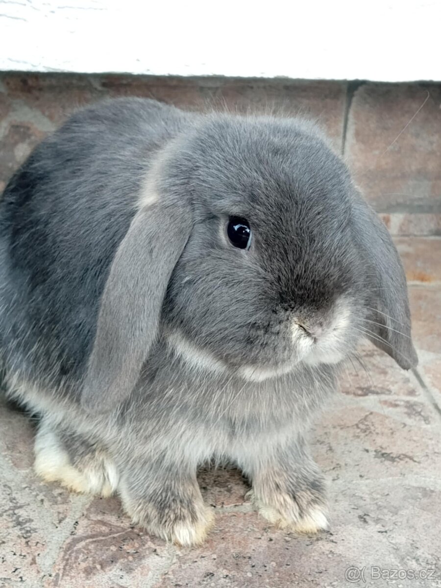 Samička Zakrslý Beránek MiniLop ❤️❤️ - 3