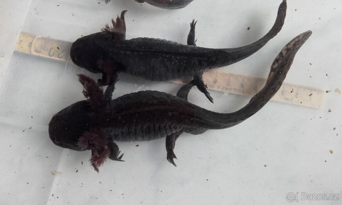 Prodám axolotly mexické - 3