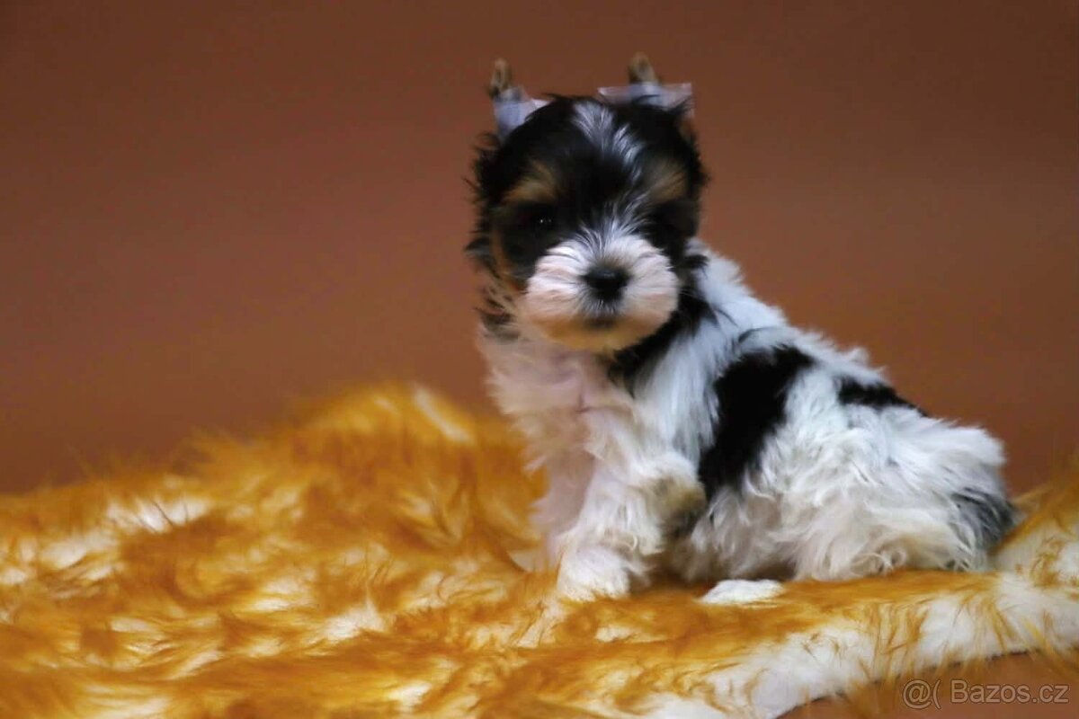 Biewer terriér jorkšírský - 3