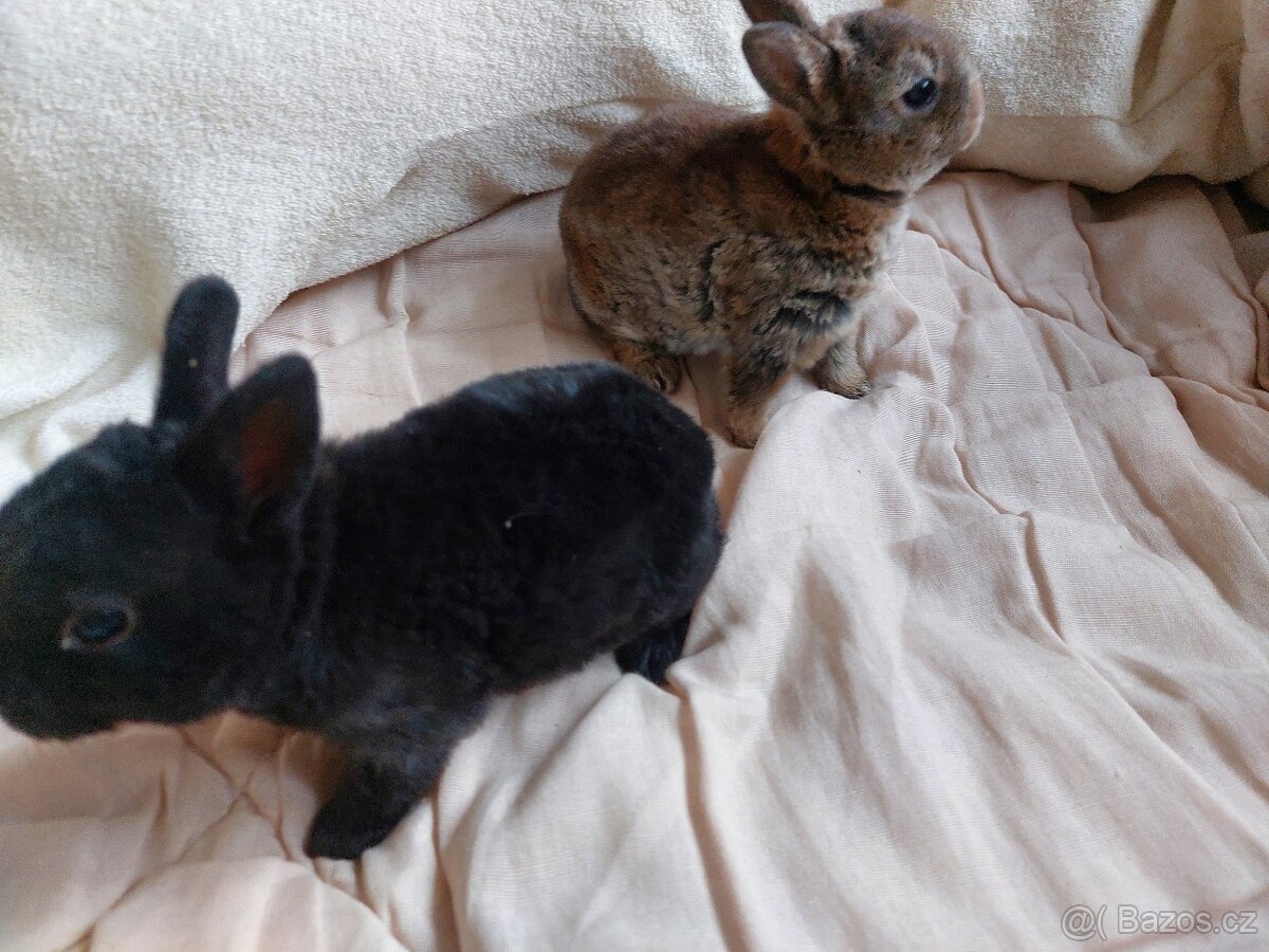 Zakrslý rex černý - 3