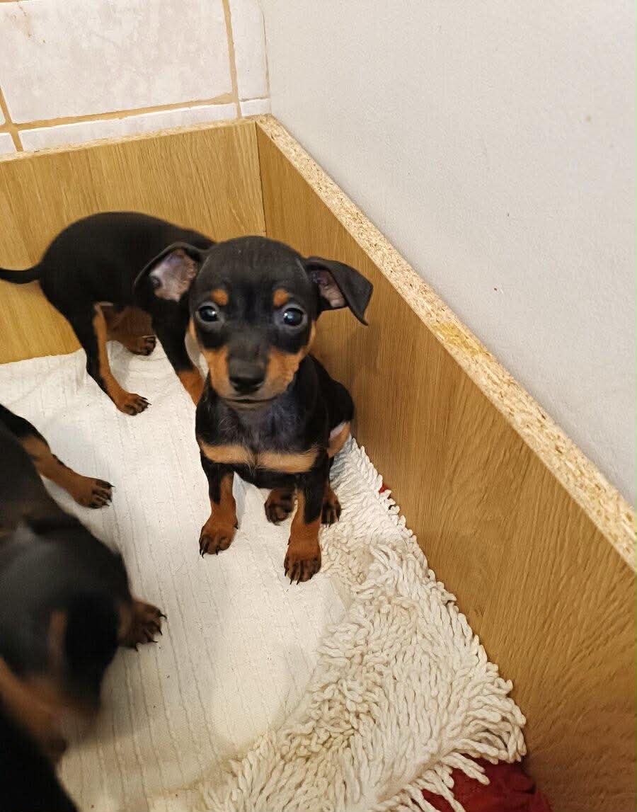 pražský krysařík - 3