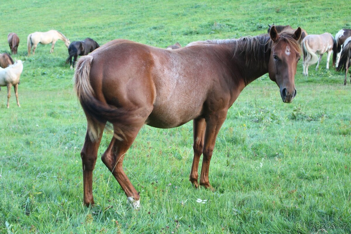 AQH valach - 3