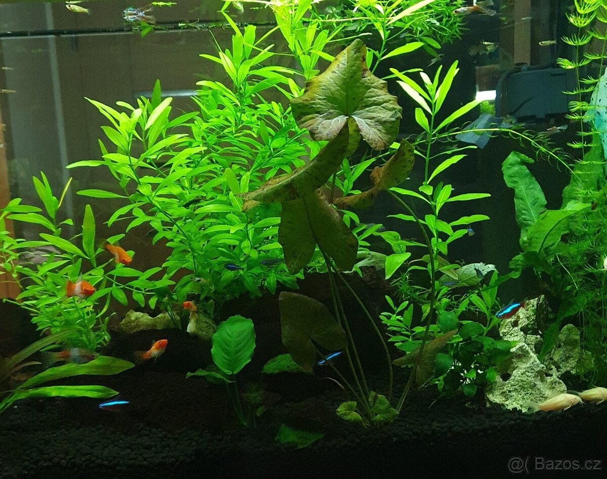 Akvárium výměnou - 3