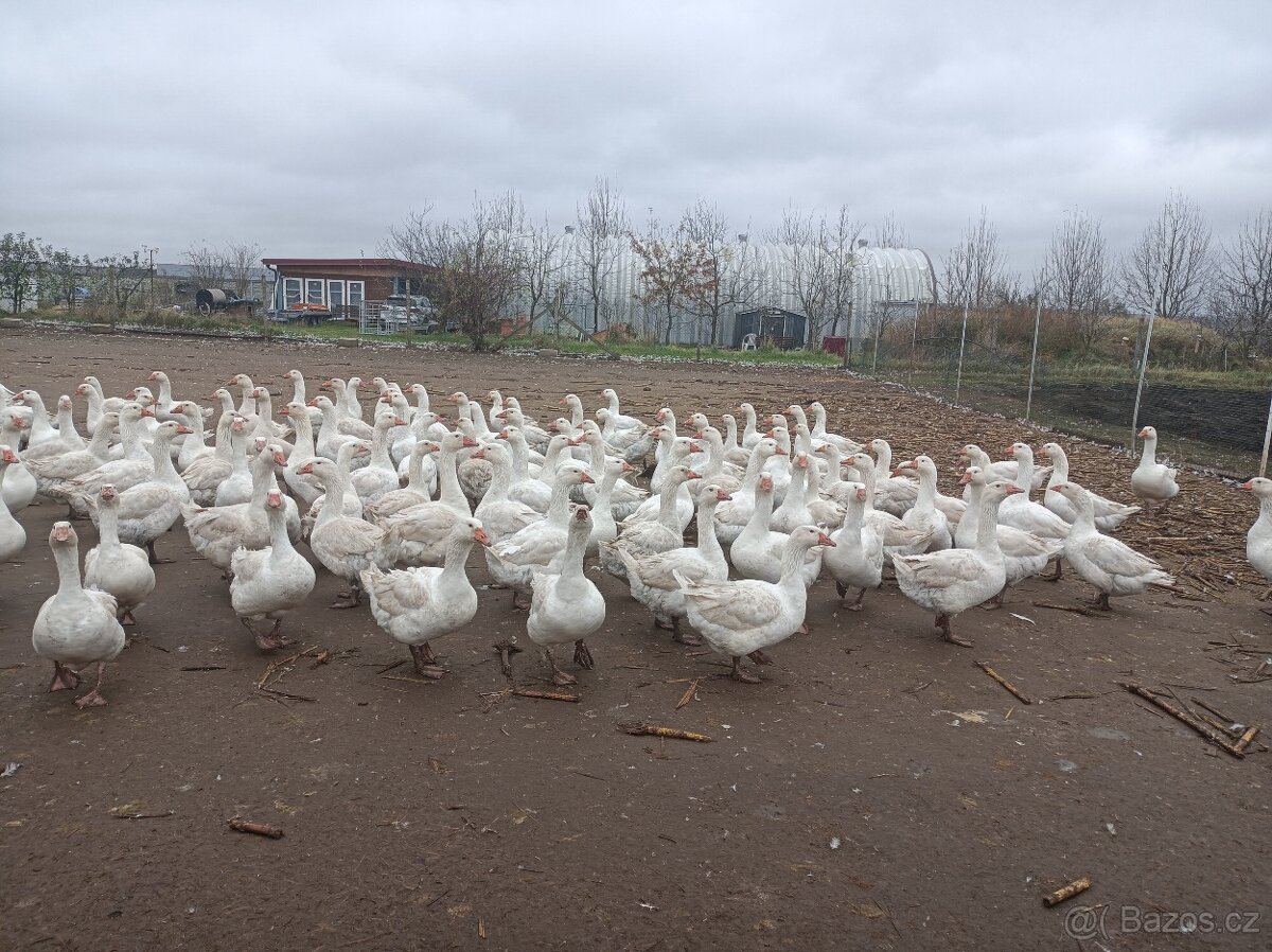 Husy německé nosné - 3