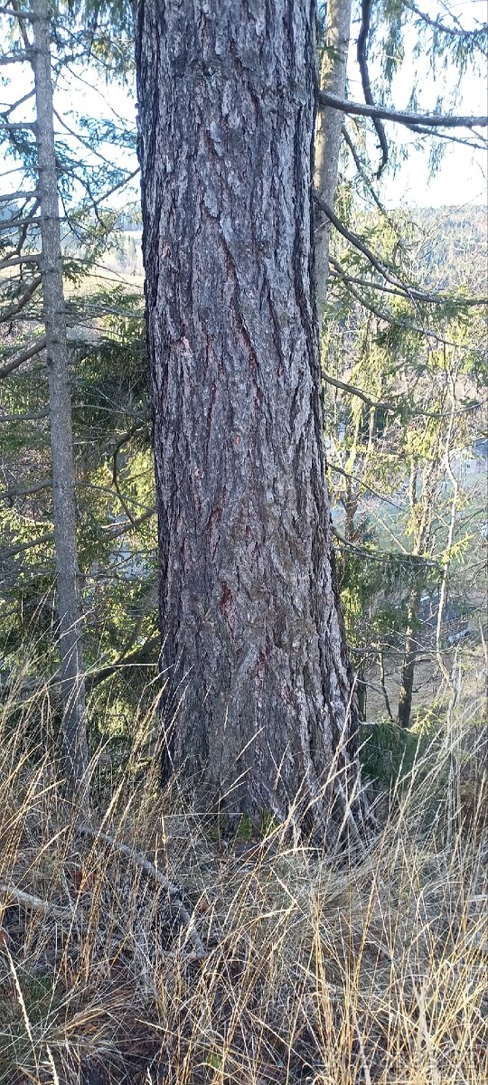 Modříny - 5 vzrostlých stromů - 3