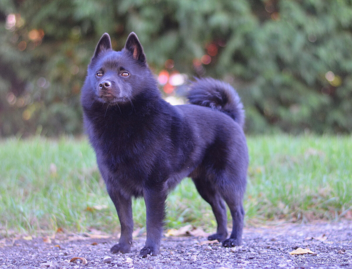 Šiperka s PP- nabízím krytí plnochrupým zdravým psem - 3