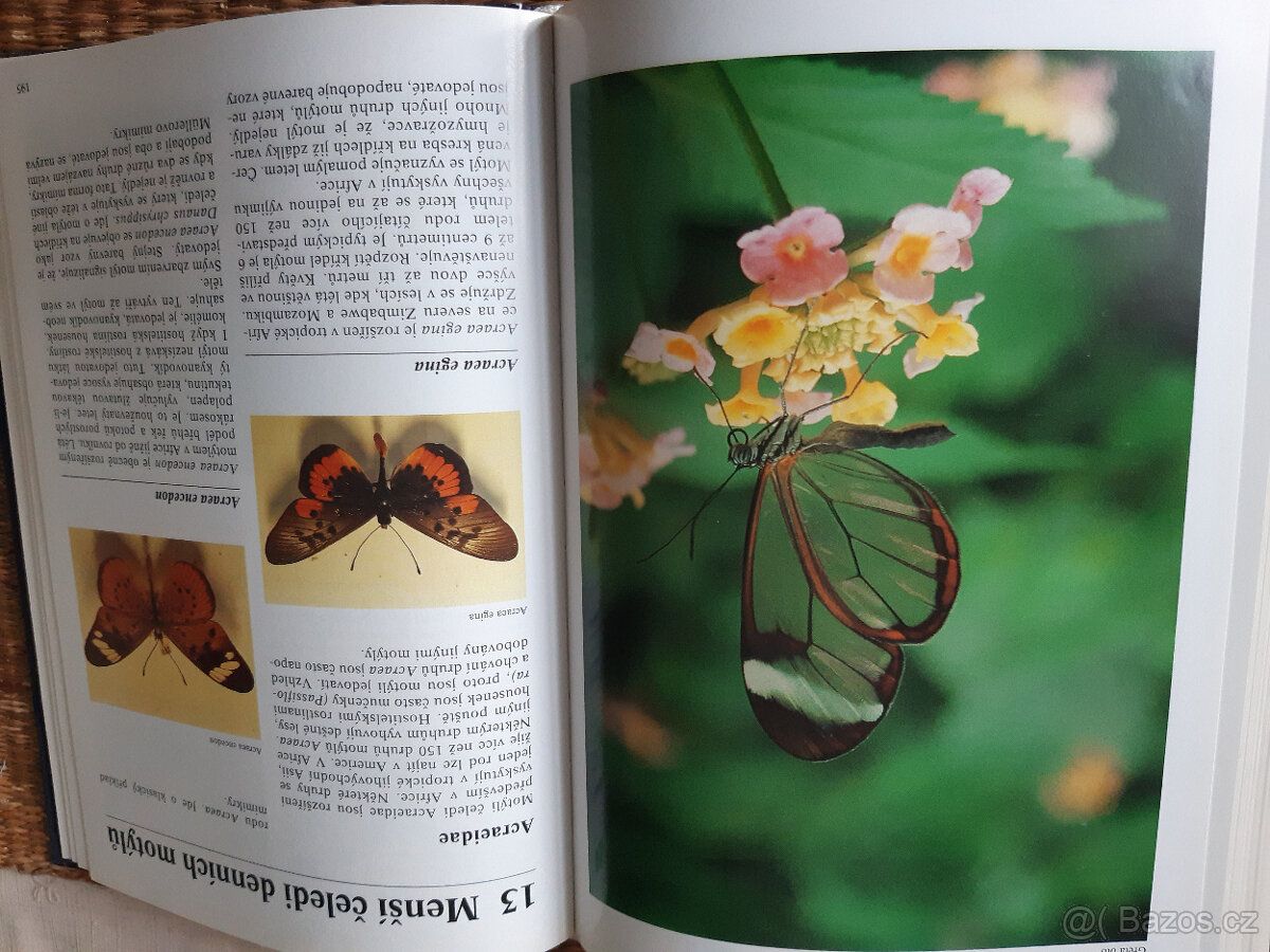 Encyklopedie motýlů - 3