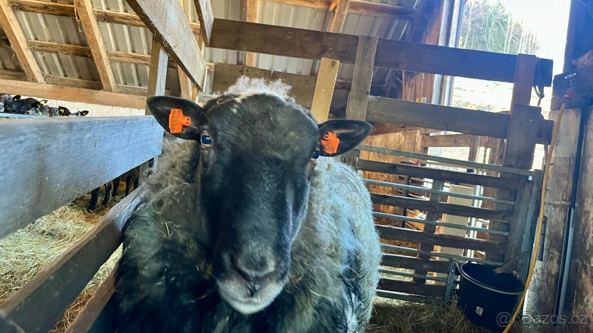 Romanovský beran - 3