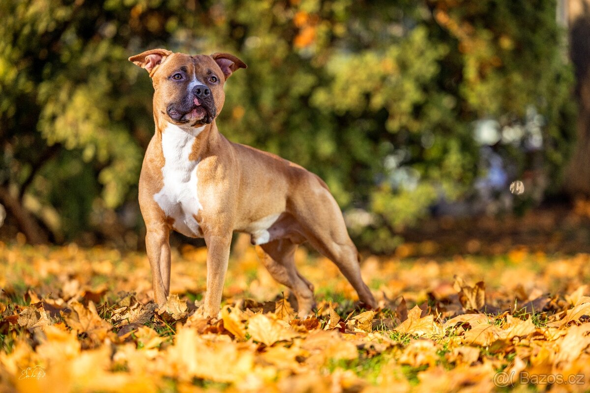 Americký stafordšírský teriér ke krytí - 3