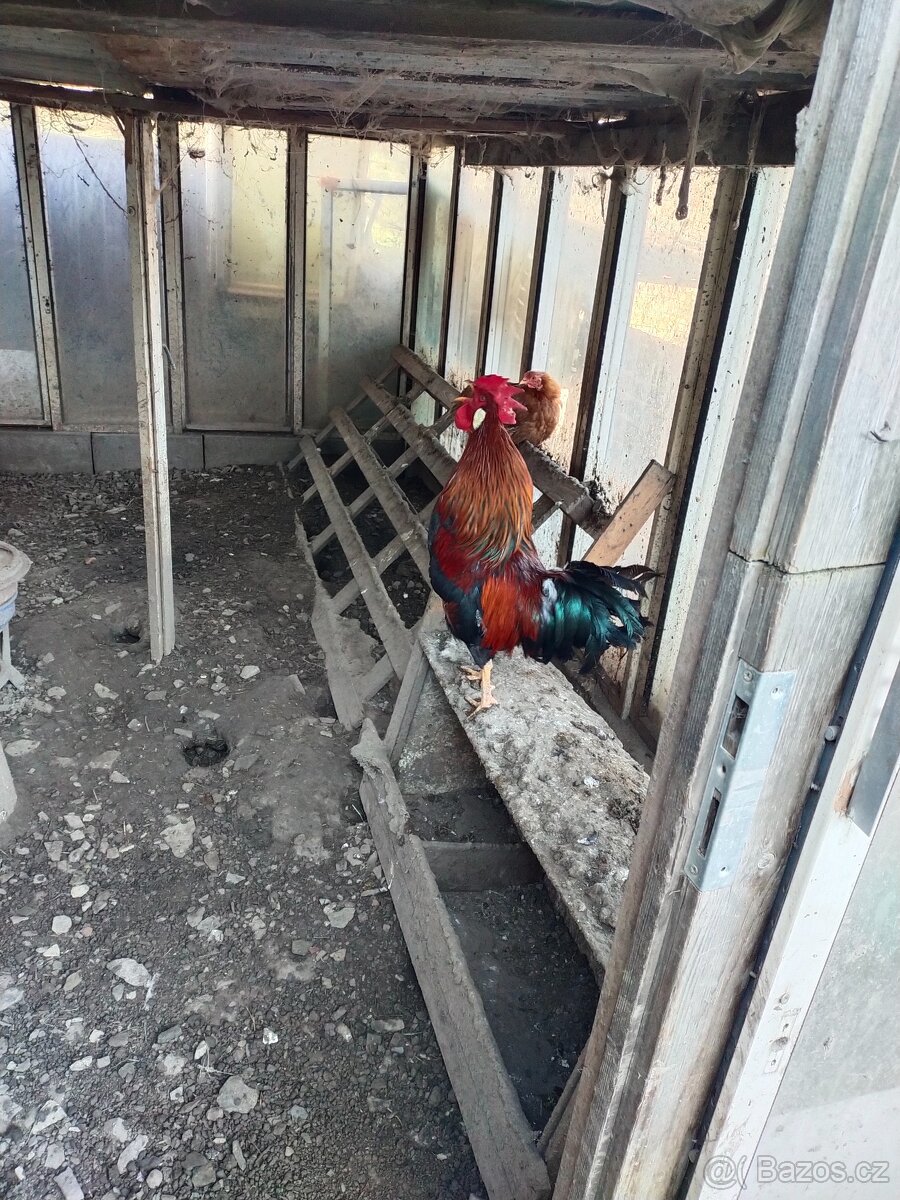 Kuřátka ,, běžci - 3