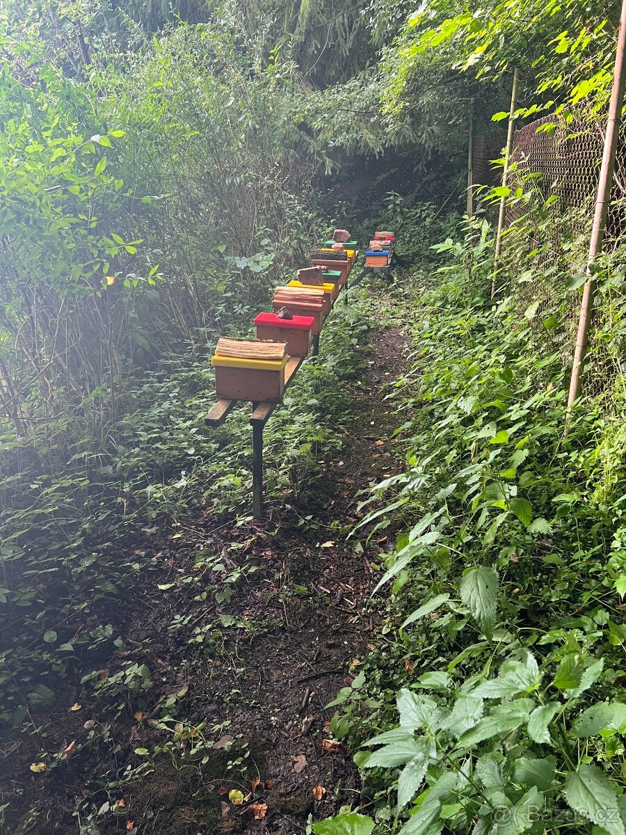 Oddělky včelí - rezervace 2026 - 3