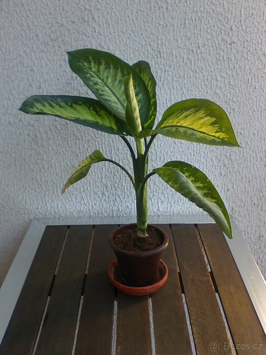 Pokojové květiny - 3