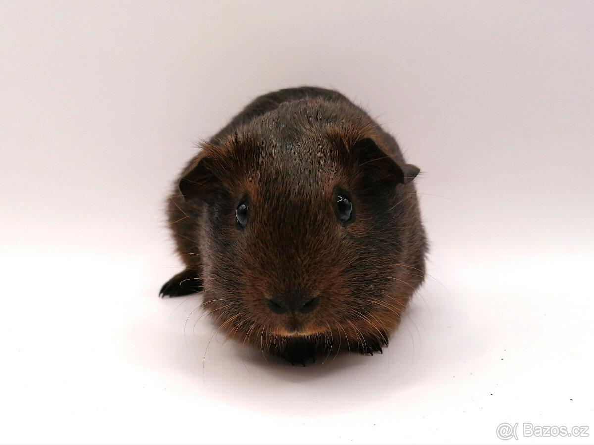 Morče, morčátka - 3