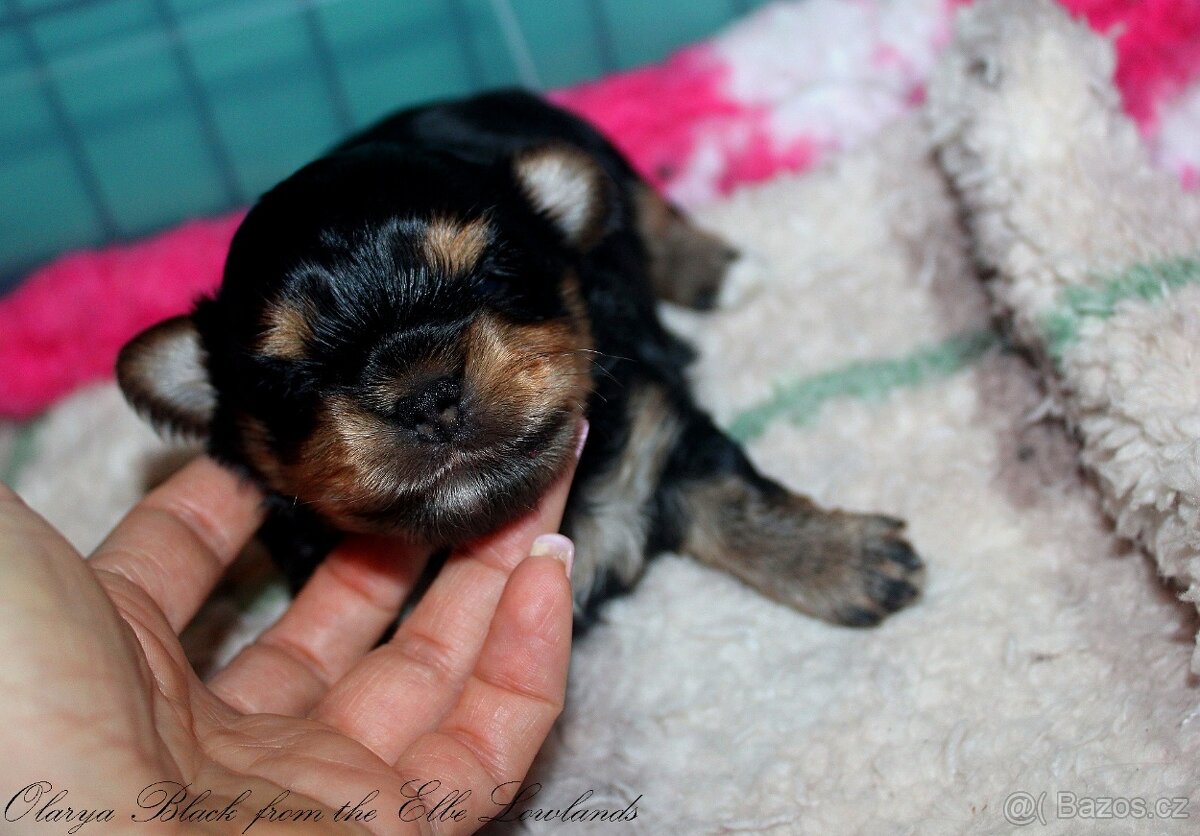biewer terier s PP / jorksírský terier s PP - 3
