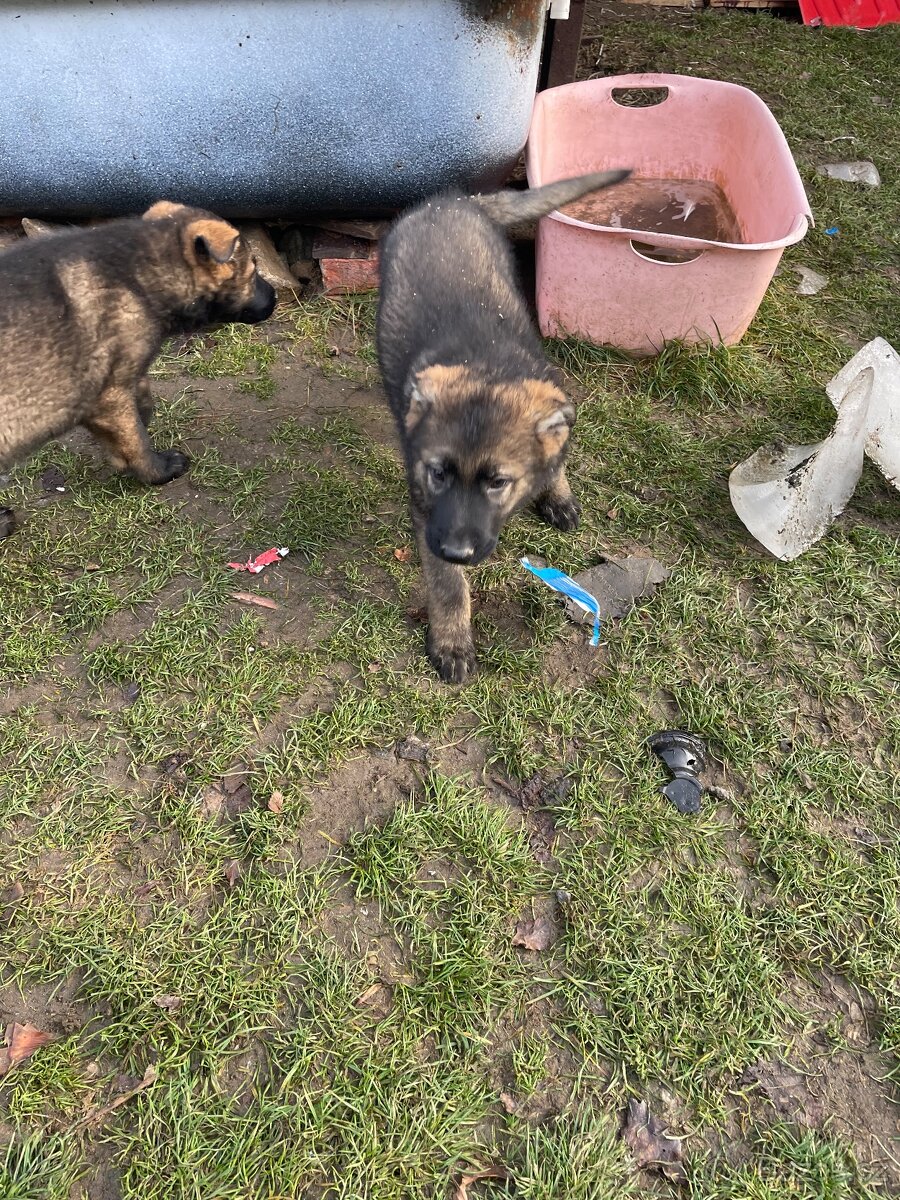 Německý ovčák - 3