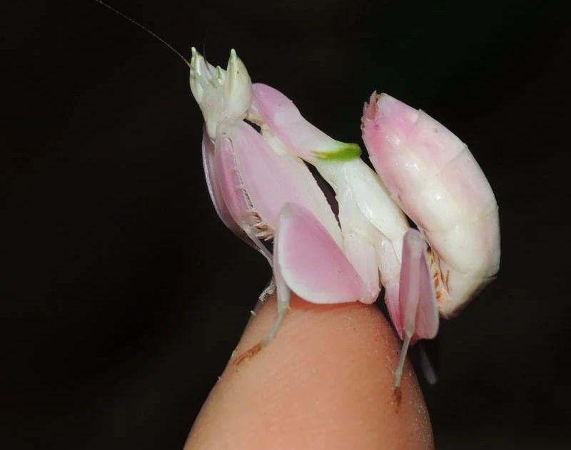 Kudlanky Hymenopus coronatus - 3