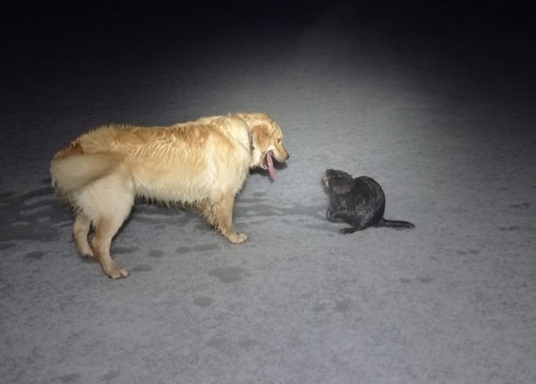 Krytí - zlatý retrívr - 3