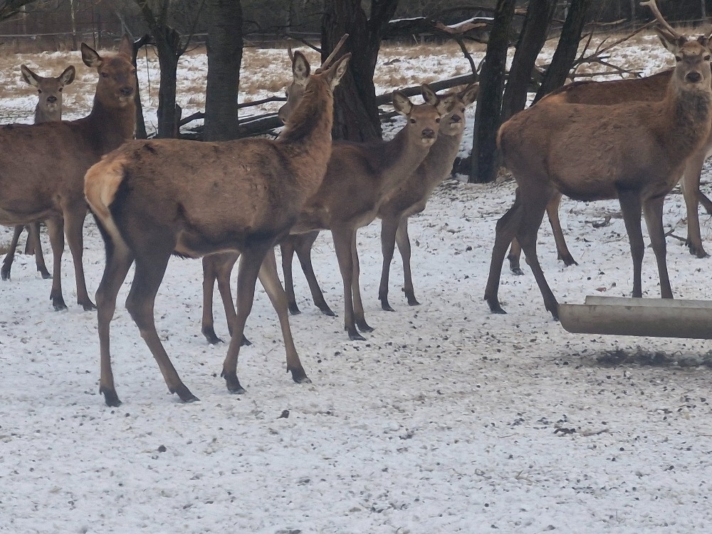 Hospodářská zvířata - 3