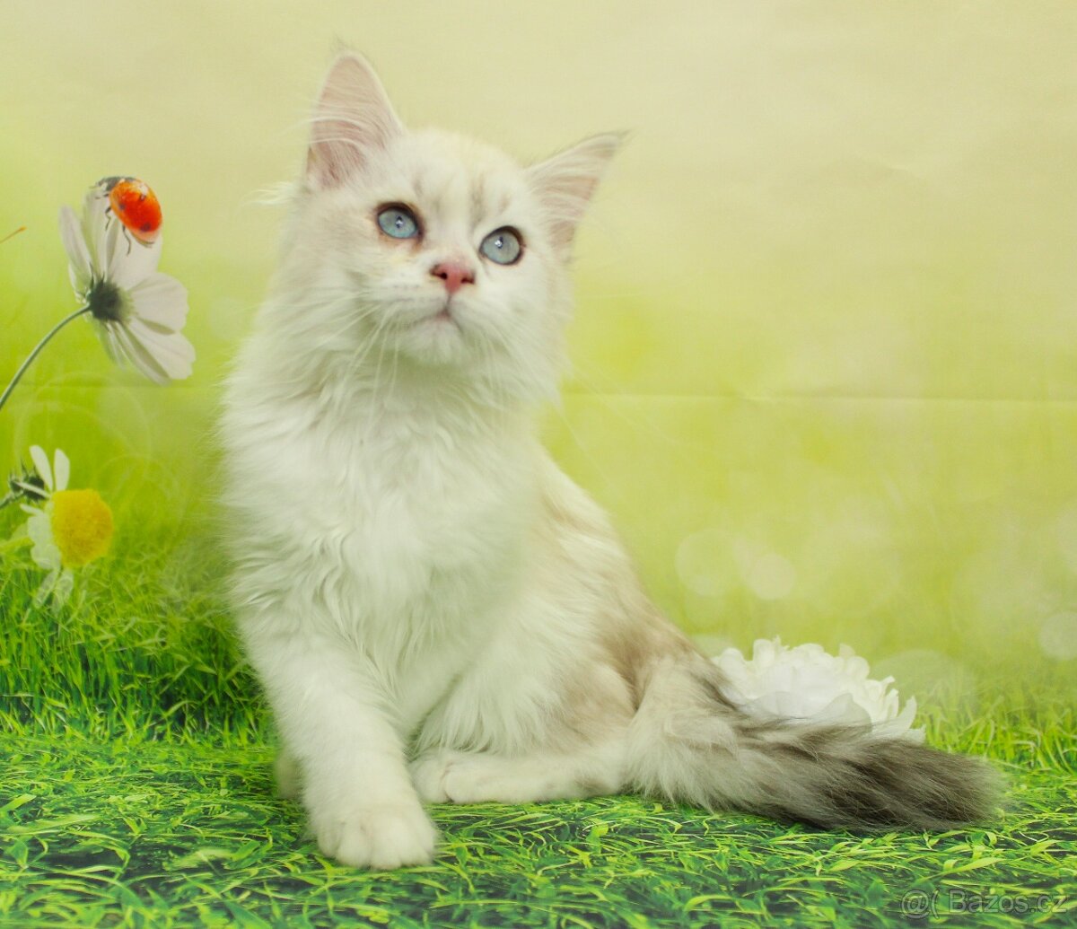 Sibiřská kočka - Neva Masqerade - 3