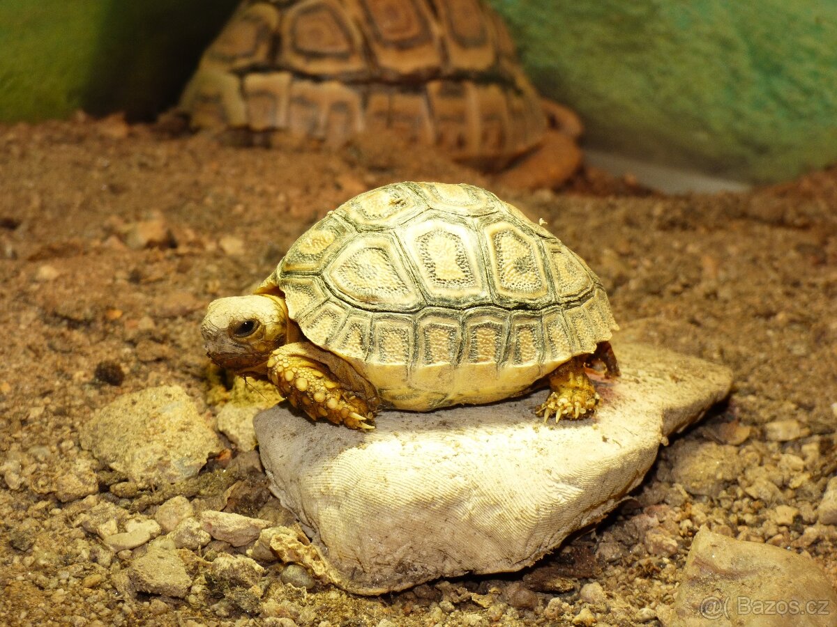 Želva pardálí - 3