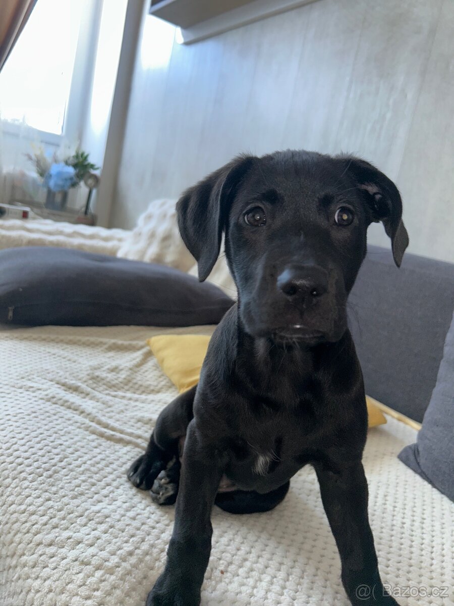 Labrador Štěně - 3