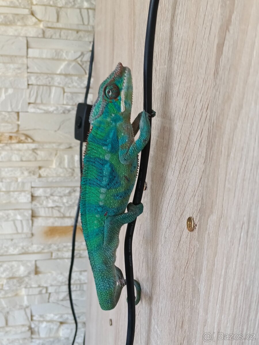 Chameleon Pardálí - 3