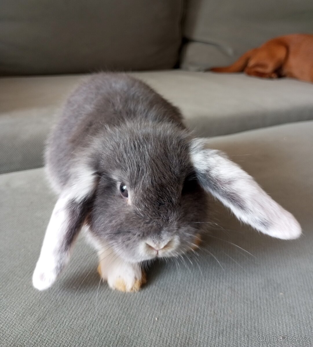 Zakrslý beránek králíček - 3