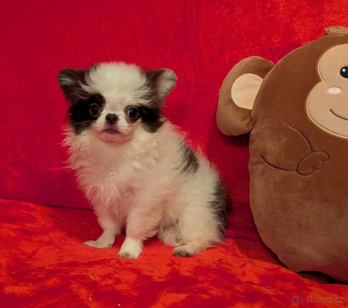 Čivava dlouhosrstá s PP- fenka - 3