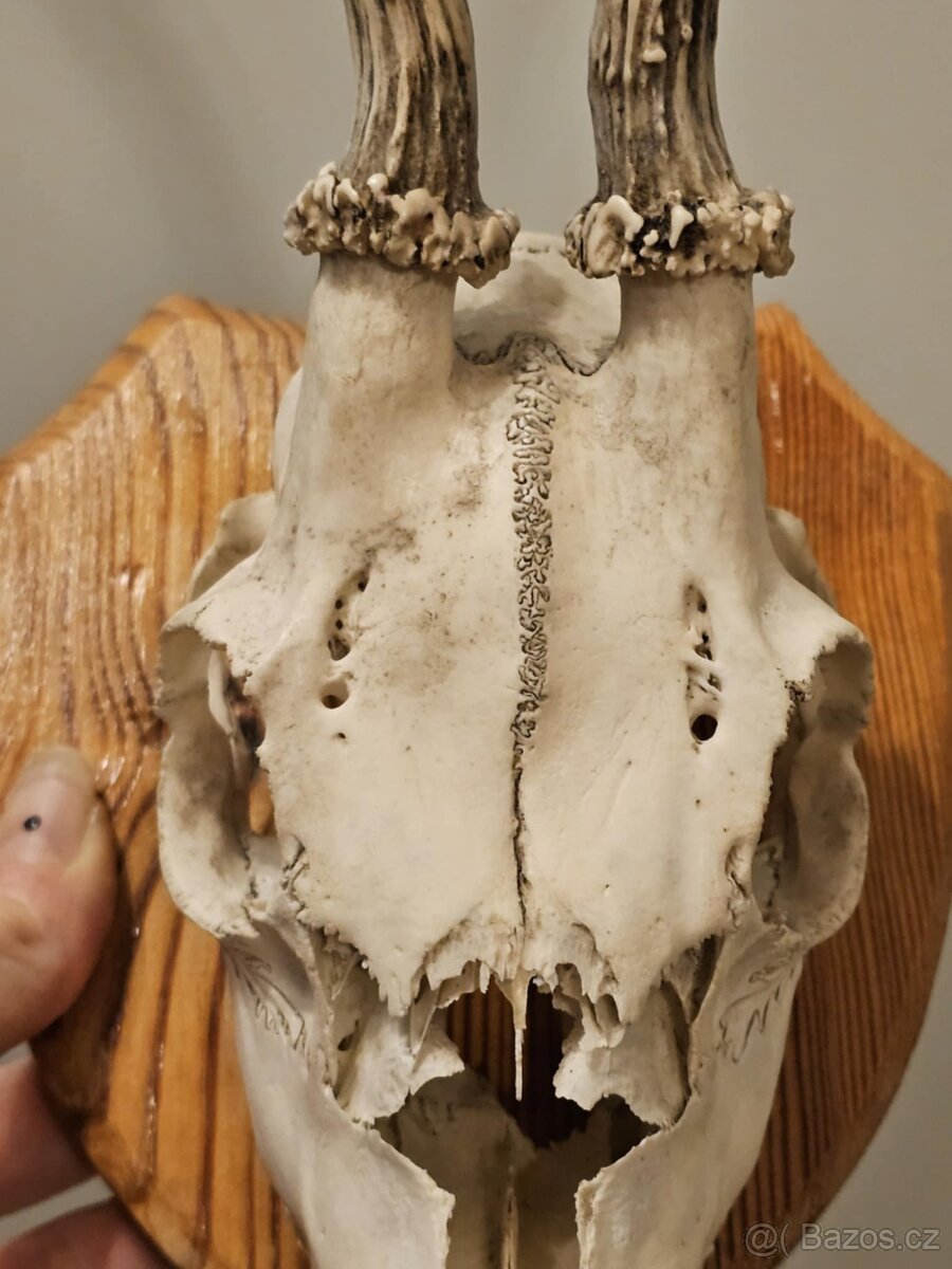 Srnčí trofej na podstavci - 3