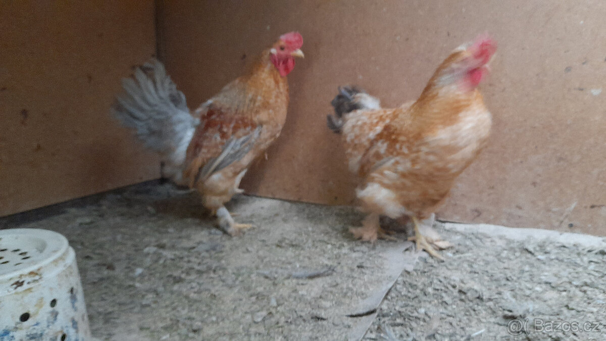 Prodám kohouty - 3
