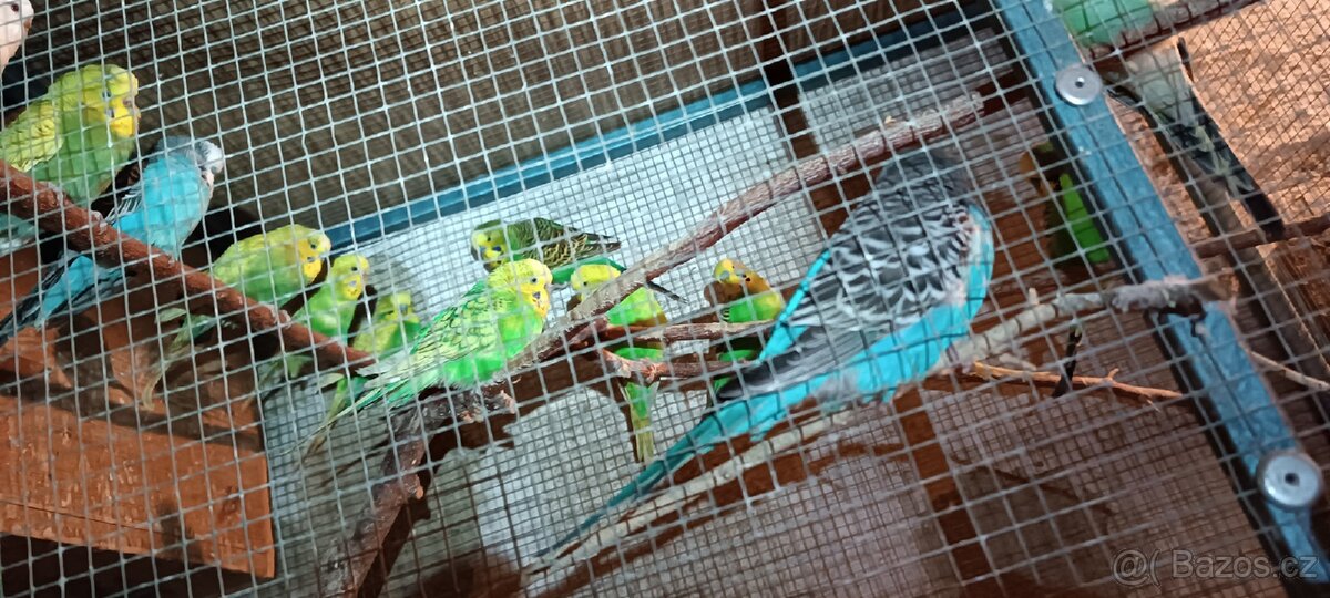 Prodám andulky - 3
